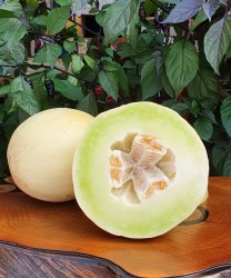 melon honey dew (2)